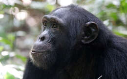 Image of Eastern Chimpanzee