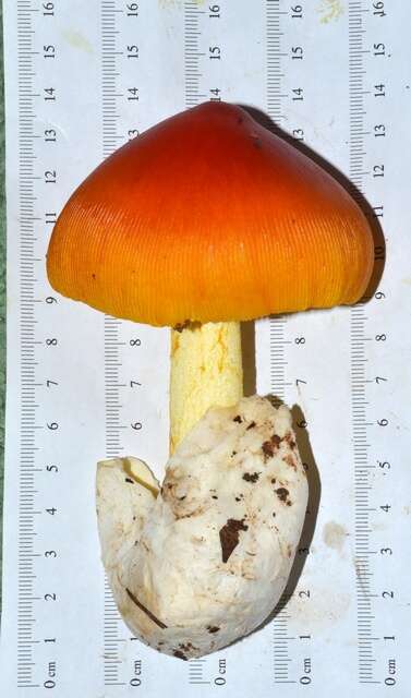 Image of American Caesar's Mushroom