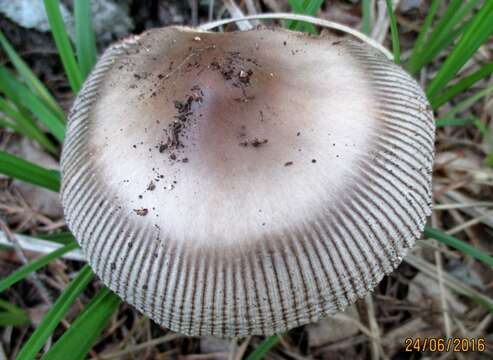 Plancia ëd Amanita battarrae (Boud.) Bon 1985