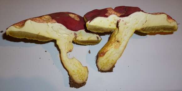 Image of Boletus roodyi B. Ortiz, D. P. Lewis & Both 2009