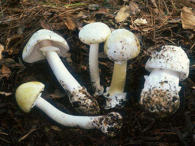 Image of Amanita