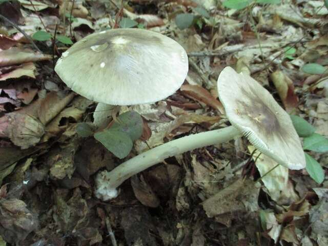 Image of Amanita brunnescens G. F. Atk. 1918