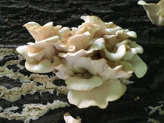 Image of Pleurotus