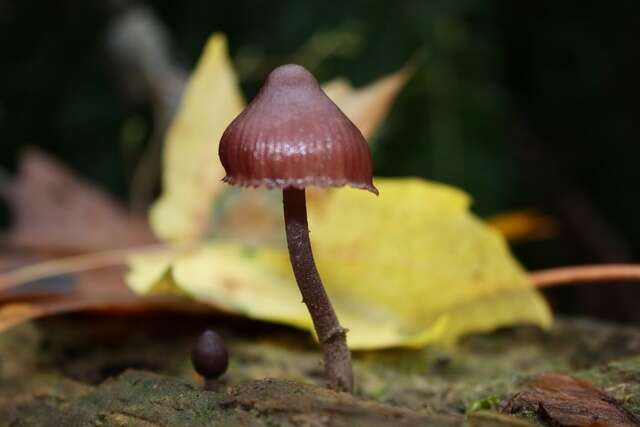 Image of Mycena