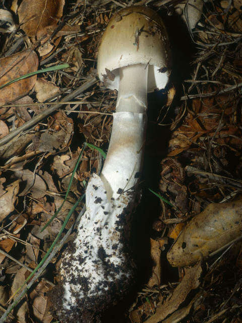 Image of Amanita