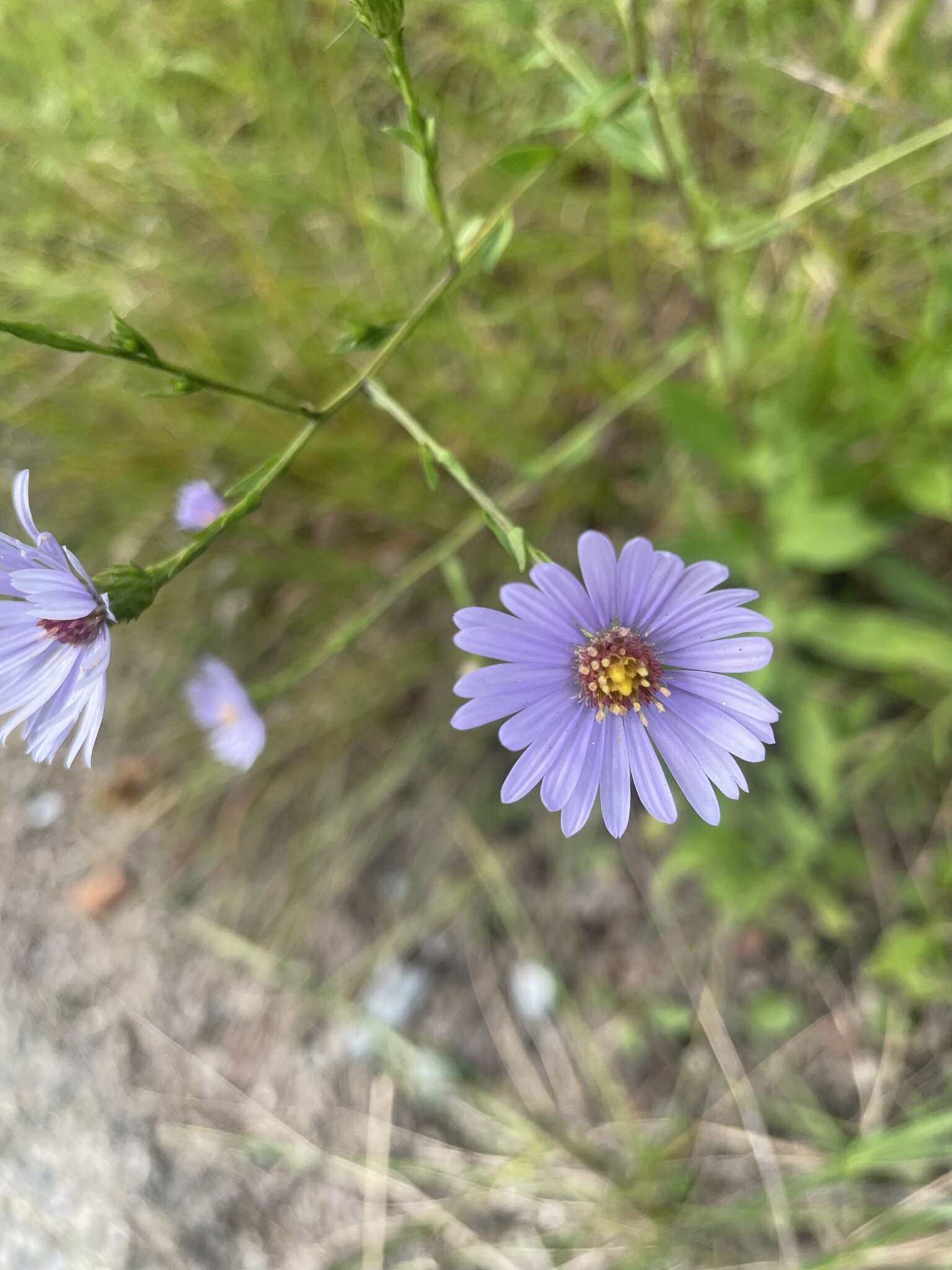 Image de Symphyotrichum rhiannon Weakley & Govus