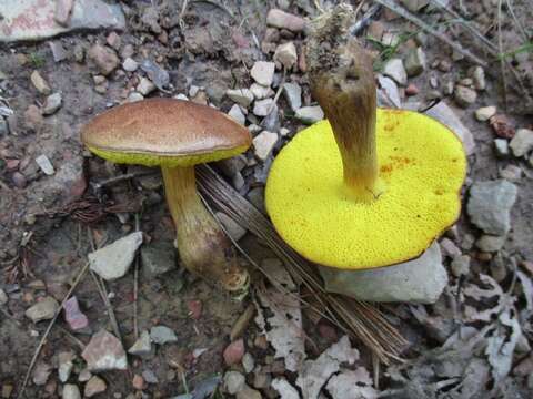 Image of Aureoboletus innixus (Frost) Halling, A. R. Bessette & Bessette 2015