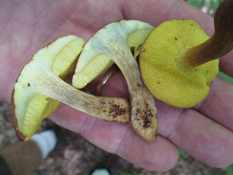 Image of Aureoboletus innixus (Frost) Halling, A. R. Bessette & Bessette 2015