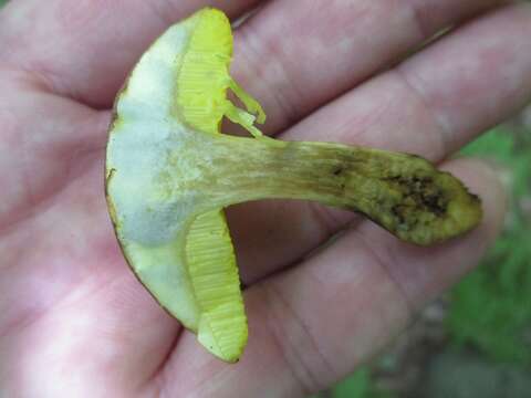 Image of Aureoboletus innixus (Frost) Halling, A. R. Bessette & Bessette 2015