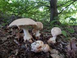 Plancia ëd Amanita daucipes (Sacc.) Lloyd 1898