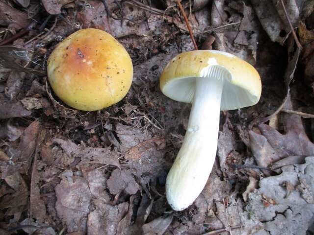 Image of Russula ochroleucoides Kauffman 1917