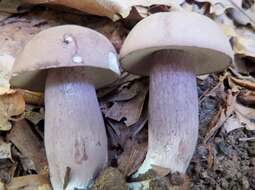 Image of Tylopilus plumbeoviolaceus (Snell & E. A. Dick) Snell & E. A. Dick 1941