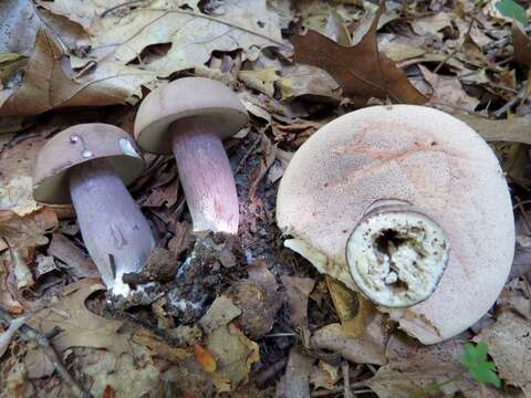 Image of Tylopilus plumbeoviolaceus (Snell & E. A. Dick) Snell & E. A. Dick 1941