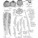 Слика од Nodulosphaeria revelstokensis Shoemaker 1985