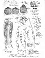 Image of Nodulosphaeria