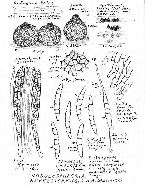 Imagem de Phaeosphaeriaceae