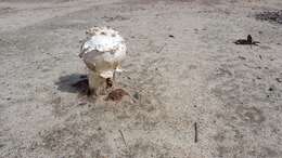 Image of Agaricus deserticola G. Moreno, Esqueda & Lizárraga 2010