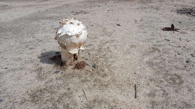 Image of Agaricus deserticola G. Moreno, Esqueda & Lizárraga 2010