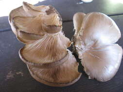 Image of Pleurotus