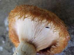 Image of Lactarius repraesentaneus Britzelm. 1885