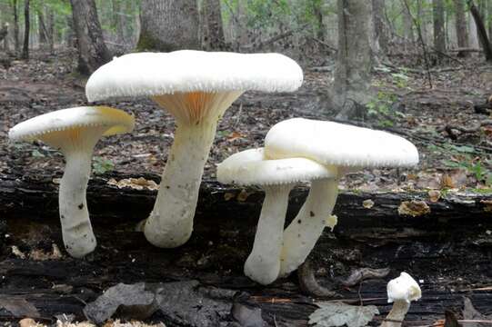 Image of Pleurotus