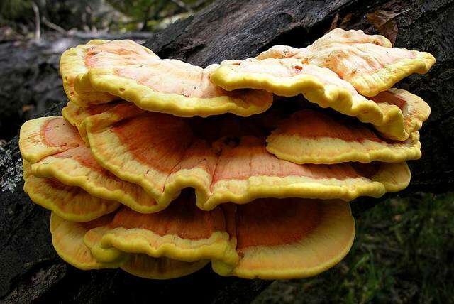 Image of Laetiporus