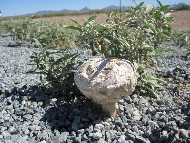 Image of Agaricus deserticola G. Moreno, Esqueda & Lizárraga 2010