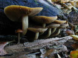 Agrocybe firma (Peck) Singer 1940 resmi