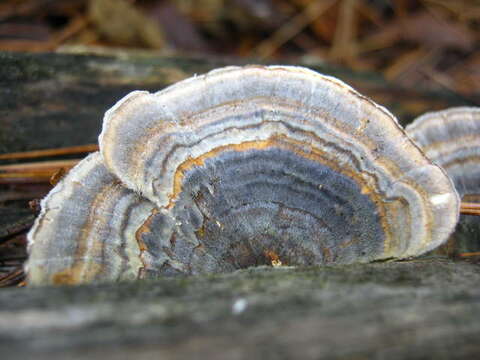 Image of Trametes