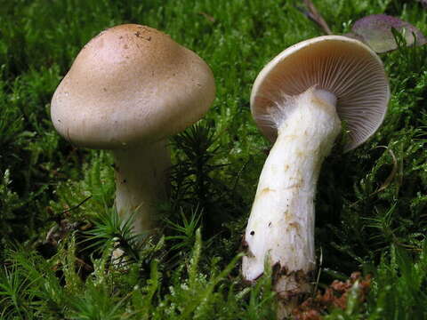 Image of Cortinarius cephalixus Secr. ex Fr. 1838