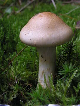 Sivun Cortinarius cephalixus Secr. ex Fr. 1838 kuva