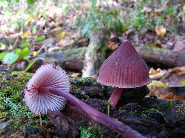 Image of Mycena