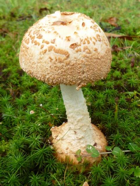 Plancia ëd Amanita daucipes (Sacc.) Lloyd 1898