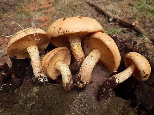 Image of Suillus kaibabensis Thiers 1976