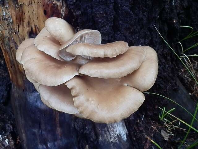 Image of Pleurotus