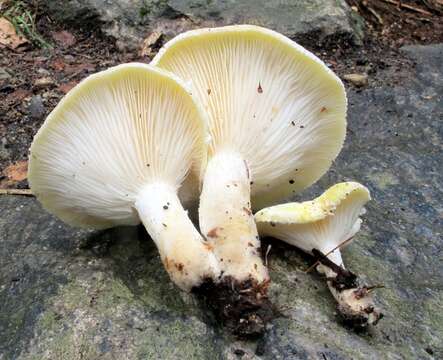 Image of Pleurotus