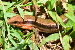 Image of Shanghai Elegant Skink