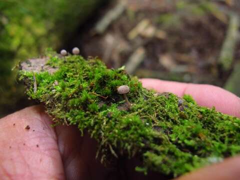 Imagem de Mycena corticola (Pers.) Gray 1821