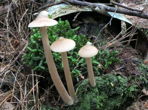 Imagem de Entoloma strictius (Peck) Sacc. 1887