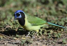 Image of Green Jay