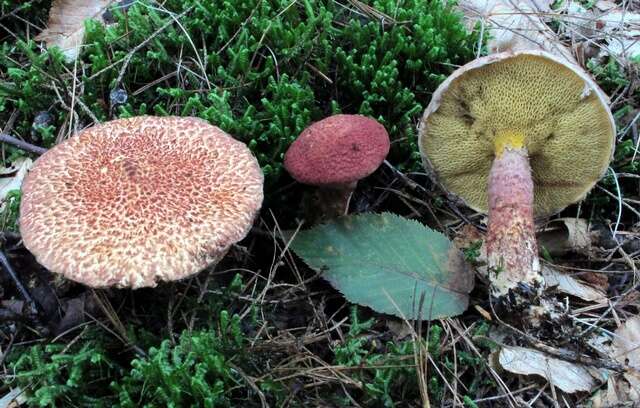 Image of Clinton’s boletus