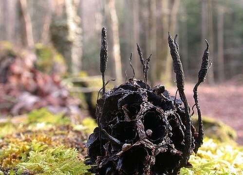 Image of <i>Xylaria liquidambar</i> J. D. Rogers, Y. M. Ju & F. San Martin