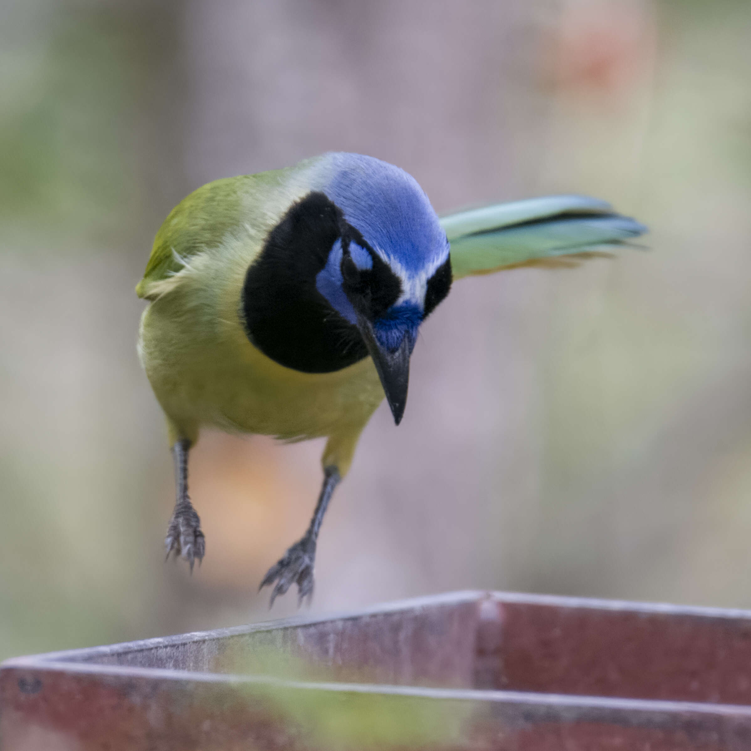 Image of Green Jay