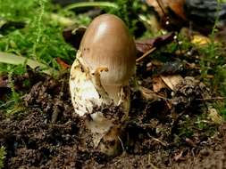 Image of Amanita olivaceogrisea Kalamees 1986