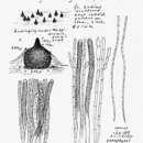 Sivun Leptospora rubella (Pers.) Rabenh. 1857 kuva