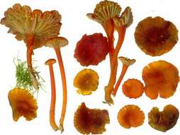 Слика од Hygrocybe coccineocrenata (P. D. Orton) M. M. Moser 1967