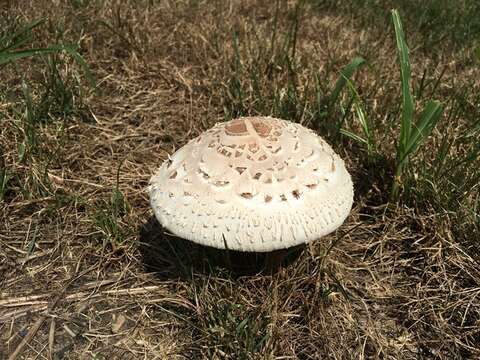 Image of Chlorophyllum