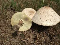 Image of Chlorophyllum