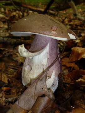 Image of Tylopilus plumbeoviolaceus (Snell & E. A. Dick) Snell & E. A. Dick 1941