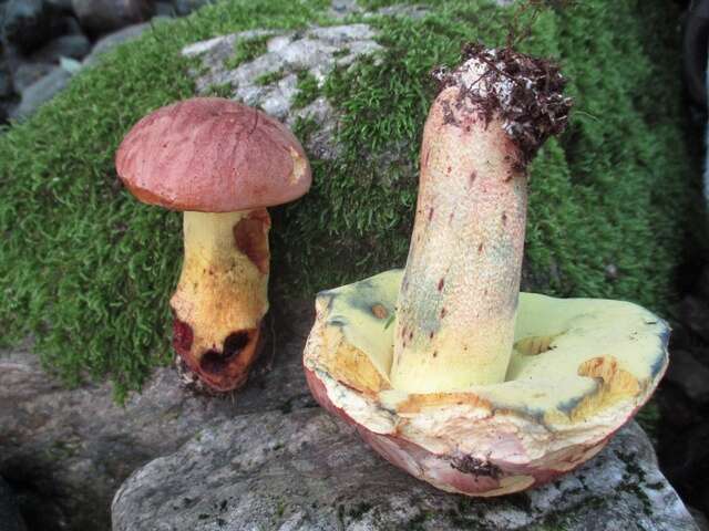 Image de Butyriboletus brunneus (Peck) D. Arora & J. L. Frank 2014